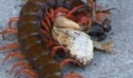 娱乐吃瓜酱的作品鼠体蜈蚣,娱乐吃瓜酱的惊悚奇幻之作